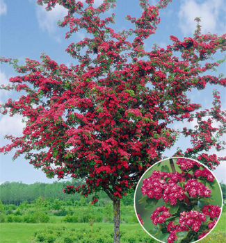 Hloh oby�ajn� �PAUL�S SCARLET� na kmienku 120 cm, kont. 12 l