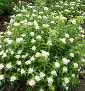 Tavo�n�k japonsk� �ALBIFLORA� 30-40 cm, kont. 2,5 l