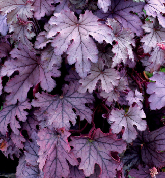 Heucherela hybridn� �PLUM CASCADE�� kont. 0,5 l