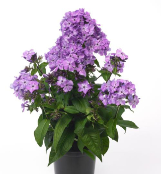 Flox metlinat� �FLAME VIOLET CHARM��, kont. 0,5 l