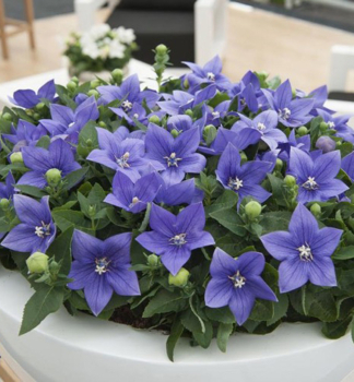 Bal�novn�k ve�kokvet� �ASTRA BLUE� kont. 0,5 l
