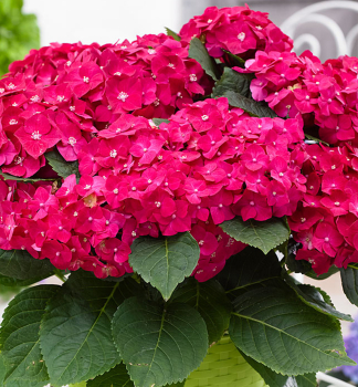 Hortenzia kalinolist� �HOT RED��, kont. 4 l