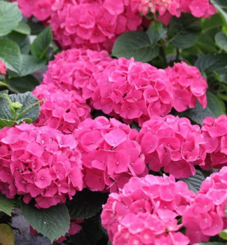 Hortenzia kalinolist� �RED BARON�, kont. 1,4 l
