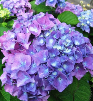 Hortenzia kalinolist� �YOLA�, kont. 1,4 l