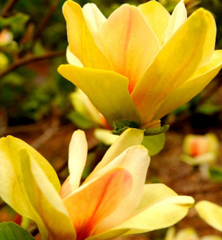 Magn�lia hybridn� �SUNSATION� 60-70 cm, kont. 7,5 l