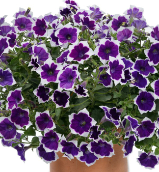 Pet�nia previsnut� �CASCADIAS� RIM VIOLET�, kont. 0,3 l