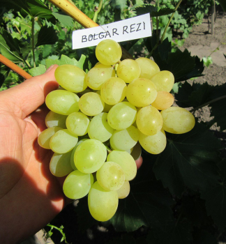 Obr�zok (2)