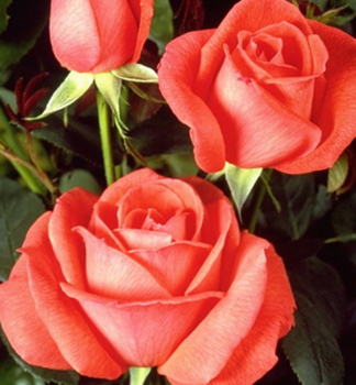 Ru�a ve�kokvet� kr�kov� �SUPERSTAR�� *** Tantau, kont. 2 l