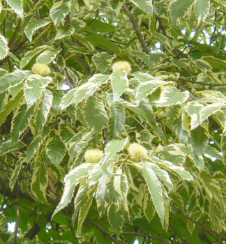 Ga�tan jedl� �VARIEGATA� na kmienku 100 cm, kont. 5 l