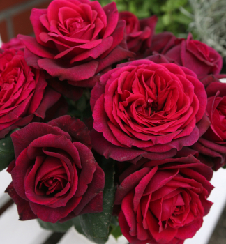 Ru�a kr�kov� extra vo�av� �GR�FIN DIANA�� ***** ADR, Kordes 2012, kont. 2 l