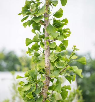 Ginko dvojlalo�n� �TREMONIA� 430-450 cm, s korunou, zemn� bal