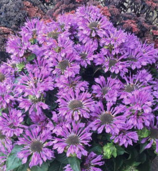 Monarda podvojn� �BEE�PRETTY�, kont. 1 l