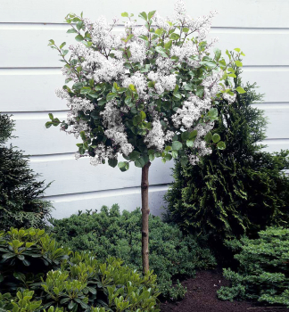 Orgov�n Meyerov �FLOWERFESTA� WHITE� na kmienku 80 cm, kont. 5 l