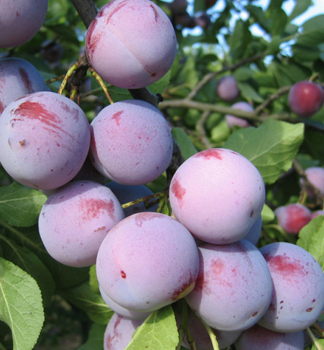 Ringlota �ALTHANOVA� podp. myrobal�n, 150-170 cm, kont. 5 l
