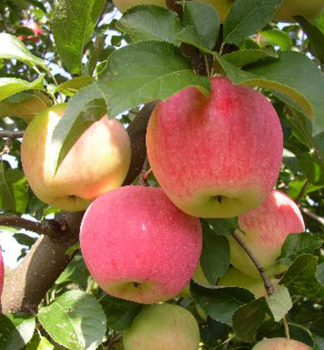 Jablo� �FLORINA� podp. M9, vo�nok.