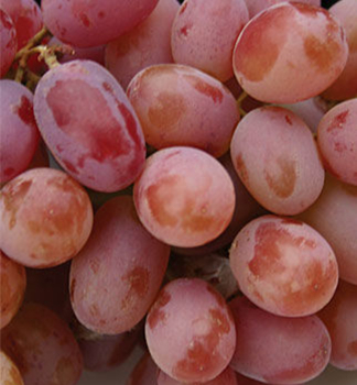 Vini� stolov� bezsemenn� �EINSET SEEDLESS� 20-30 cm, kont. 3 l