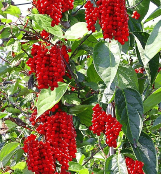 Schizandra ��nska 20-30 cm, kont. 2 l vyviazan�