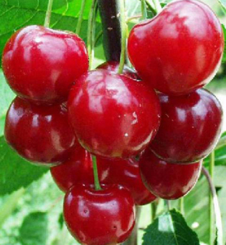 Vi��a �FAVORIT� podp. mahalebka, 140-160 cm, kont. 7,5 l