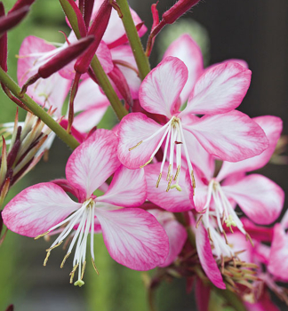 Gaura Lindheimerova �ROSY JANE�� kont. 0,5 l