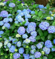 Hortenzia kalinolist� �BODENSEE� kont. 1,4 l