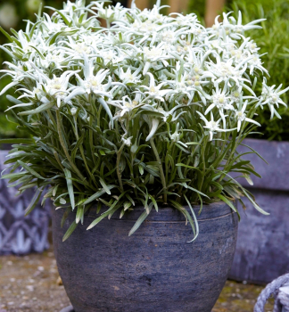 Plesnivec alp�nsky �MAY SNOW� kont. 0,5 l
