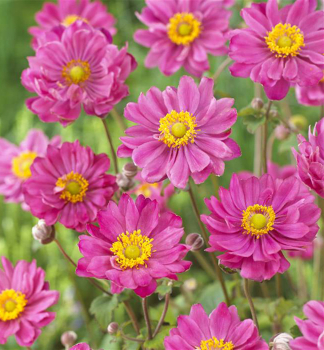 Veternica hybridn� �MARGARETE� kont. 0,5 l