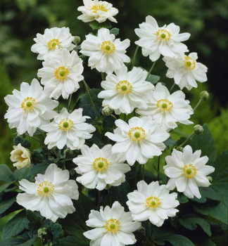 Veternica hybridn� �WHIRLWIND� kont. 1 l