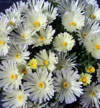Delosperma �WHITE NUGGET� kont. 1 l