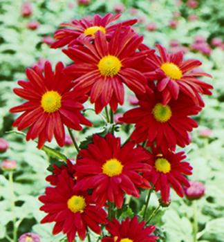 Margar�ta �arl�tov� �ROBINSON RED� kont. 0,5 l