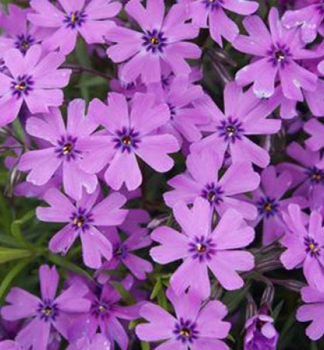 Flox �idlolist� �PURPLE BEAUTY� kont. 0,5 l