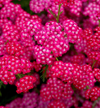Rebr��ek hybridn� �CERISE QUEEN� kont. 0,5 l