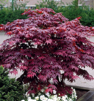 Javor dla�ovitolist� �BLOODGOOD� 70-80 cm, kont. 10 l