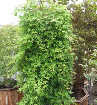Javor dla�ovitolist� �RYUSEN� na kmienku 80 cm, kont. 5 l