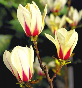 Magn�lia hybridn� �SUNRISE� 50-60 cm, kont. 7 l