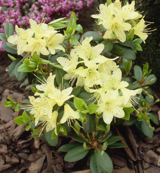 Rododendron trpasli�� �SHAMROCK� 15-20 cm, kont. 2 l