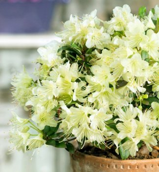 Rododendron hybridn� �PRINCESS ANNE� 20-30 cm, kont. 3 l