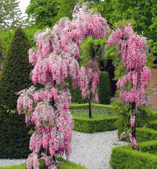 Vist�ria kvetnat� �ROSEA� 150-170 cm, kont. 3 l
