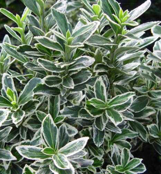 Br�len japonsk� �MICROPHYLLUS ALBOVARIEGATUS� 15-20 cm, kont. 2,5 l