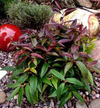 Leukote keiskei �ROYAL RUBY� 30-40 cm, kont. 2 l