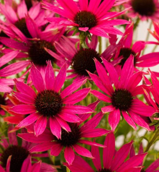 Echinacea hybridn� �MAGENTA PEARL�� kont. 0,5 l