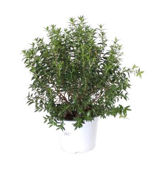 Myrta oby�ajn�, 10-15 cm, kont. 1,5 l