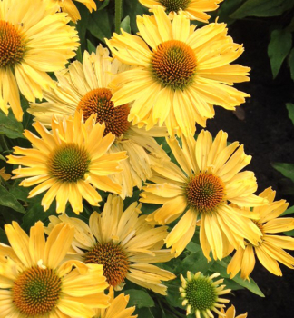 Echinacea hybridn� �YELLOW PEARL�� kont. 0,5 l