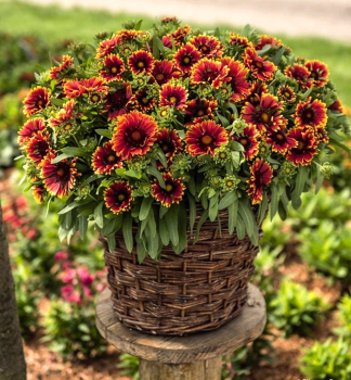 Kokarda hybridn� �SPINTOP�ORANGE HALO� kont. 0,5 l