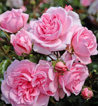 Ru�a mnohokvet� �HOME & GARDEN�� * Kordes 2001, kont. 2 l