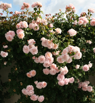 Ru�a pop�nav� �ROSE DE TOLBIAC�� * Kordes 2013, kont. 2 l
