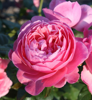 Ru�a sadov� �FLORA OLOMOUC�� **** Kordes 2014, kont. 2 l