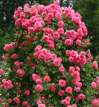 Ru�a sadov� �ROSARIUM UETERSEN�� * Kordes 1977, kont. 2 l