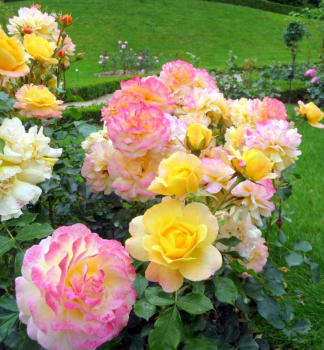 Ru�a mnohokvet� �ROSE DER HOFFNUNG�� *** Kordes 2011, kont. 2 l