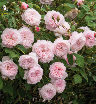 Ru�a mnohokvet� �ROSENFASZINATION�� *** ADR, Kordes 2013, kont. 2 l