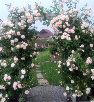 Ru�a pop�nav� �NEW DAWN�� ** Tantau, kont. 2 l